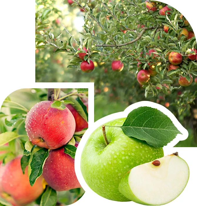 Оптовые поставки свежих яблок